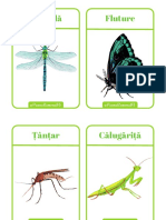 Insecte - Imagini