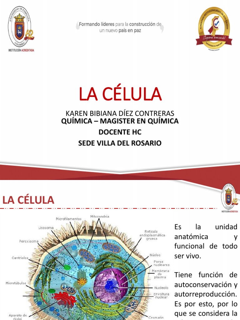 Estructura y Función de la Célula | PDF | Citoplasma | Biología Celular)