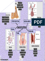 Mapa Mental, Conceptos Basicos de La Regulacion Endocrina CAP, 16