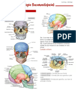 Anatomia da cabeça e pescoço