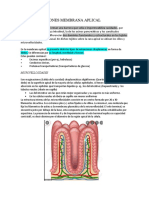 Especializaciones Membrana Aplical