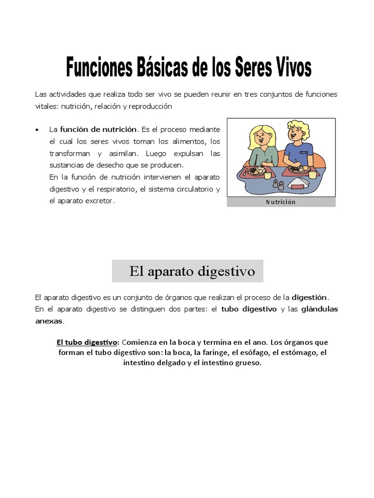 4 ficha funciones basicas de los seres vivos para cuarto de primaria
