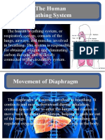 The Human Respiratory System: An Overview of Breathing and Gas Exchange