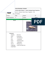 FORM FOSIL KLITK Bentonik