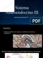 Sistema neuroendocrino: principales glándulas y funciones