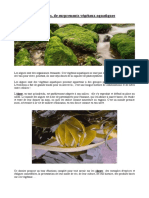 Futura-Sciences - Les Algues, de Surprenants Végétaux Aquatiques (2005)