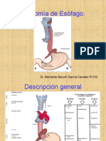Anatomía de Esófago