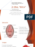 Equipo 1 Cavidad Oral