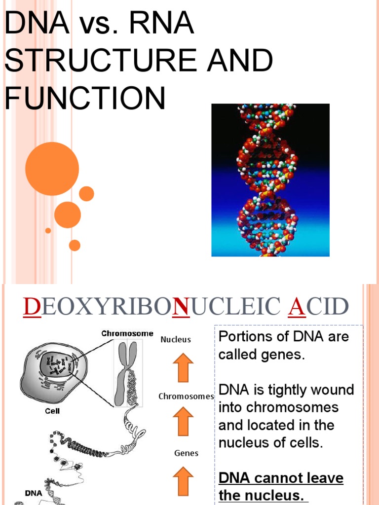 Dna and Rna | PDF | Rna | Dna