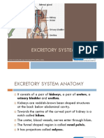 10.excretory System