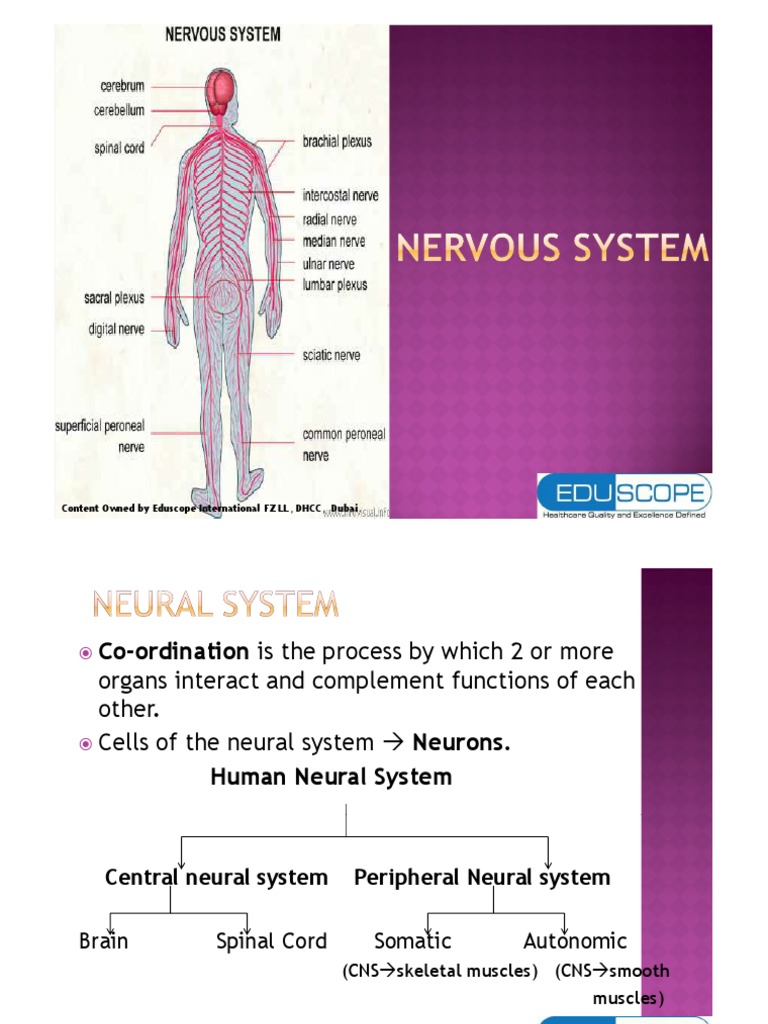 11.nervous System | PDF | Neuron | Axon