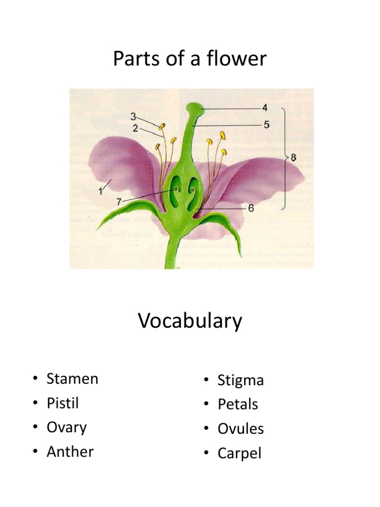 parts-of-flower-pdf