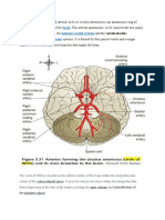 Brain Internal Carotid Arteries Vertebral Basilar Arteries