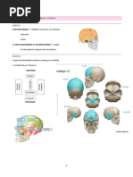 Estructura del Cráneo: Endobase y Exobase | PDF | Otorrinolaringología ...