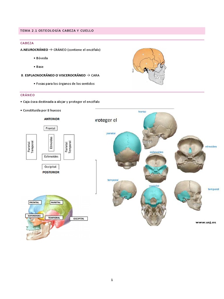 Tema 2 A | PDF | Cráneo | Anatomía
