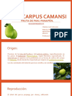Artocarpus Camansi: Fruta de Pan / Panapén