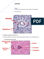 M2A2 Animal Cell-PEREZ, LYX JADY FYL, 2G