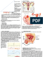 Menstrual Döngü Denir. Dört Evrede Gerçekleşir