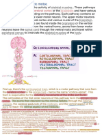 6 - Spinal Cord