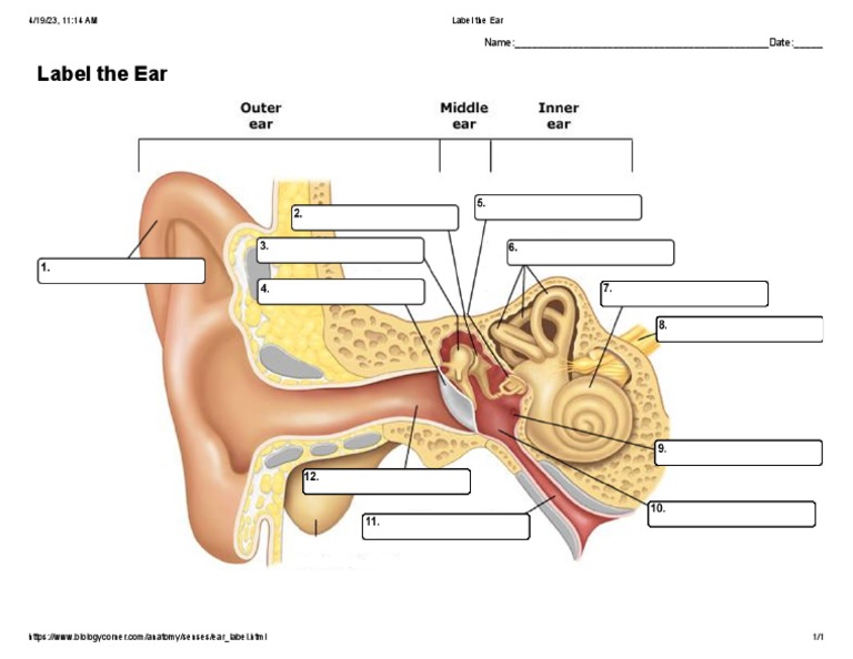 Ear Anatomy Labeling Worksheet | PDF