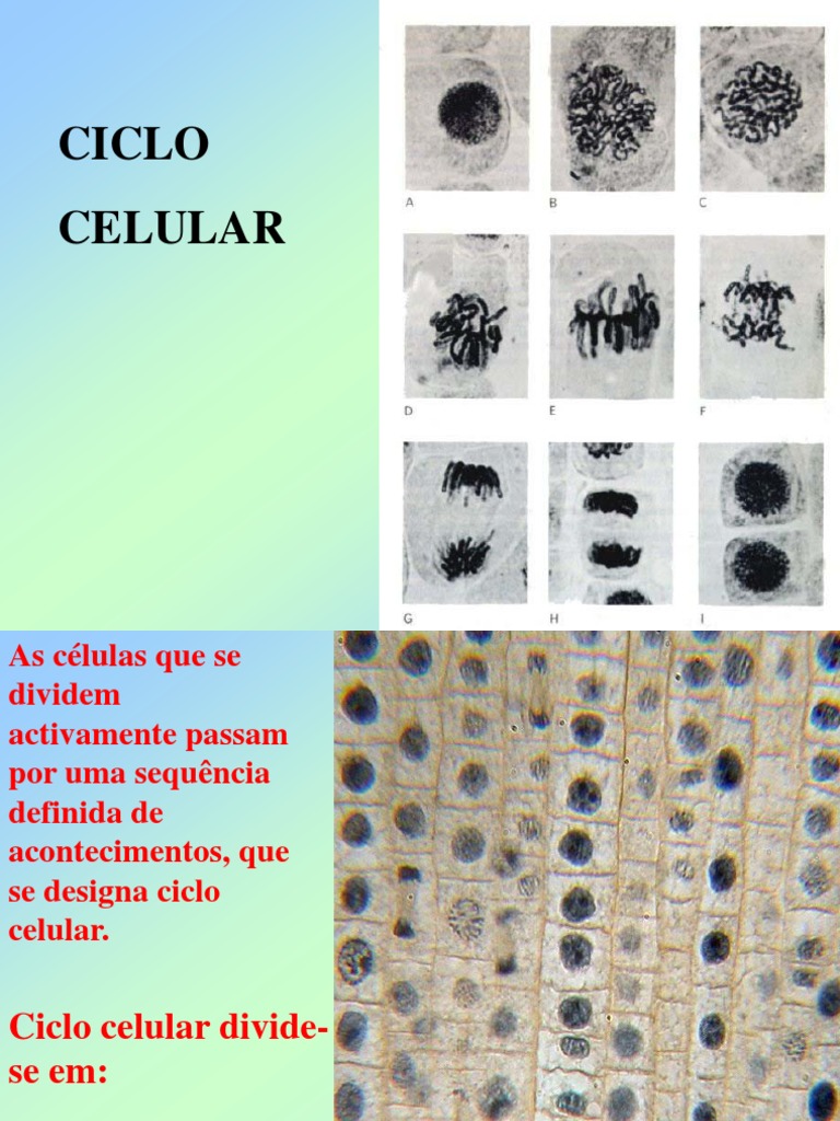 Mitose 2 | PDF | Mitose | Ciclo de célula