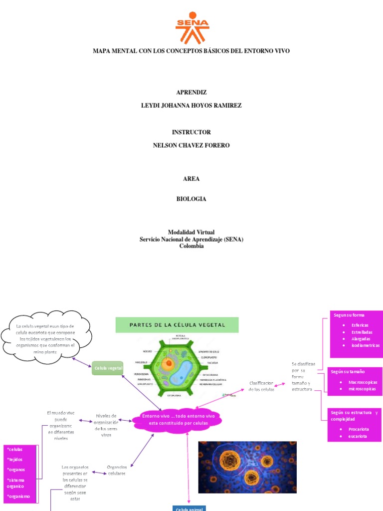 Mapa Mental Con Los Conceptos Básicos Del Entorno Vivo | PDF