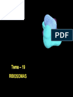 BLOC 2 TEMA 20 Ribosomas-1