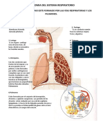 ANATOMIA DEL SISTEMA RESPIR