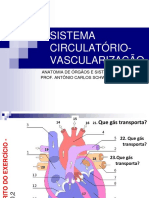 Sistema Circulatorio Vascularizacao