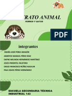 Maltrato Animal: Perros Y Gatos