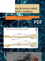 Anatomía de Nervio Radial, Cubital y Mediano: MR1 Rocío Argüelles Rocha