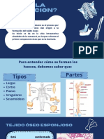 Osificación