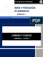 Curso de anatomía canina