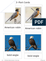 American Robin American Robin: :O-0+) - PDF Birds of North America 3-Part Cardsvcy Vxi8Vgyh