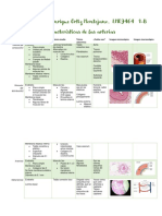 Estructura Vascular