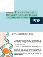 BG S12. Macromolecula de La Herencia Replicacion y Expresion de Genes Transcripcion y Traduccion