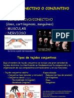 5.-Tejido conjuntivo.D.Moranta