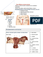 Жіноча статева система нова
