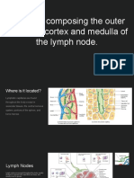 The Cells Composing The Outer and Inner Cortex and Medulla of The Lymph Node