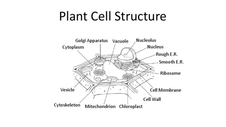 L02 1 Plant And Animal Cells Presentation Bh Pdf Pdf