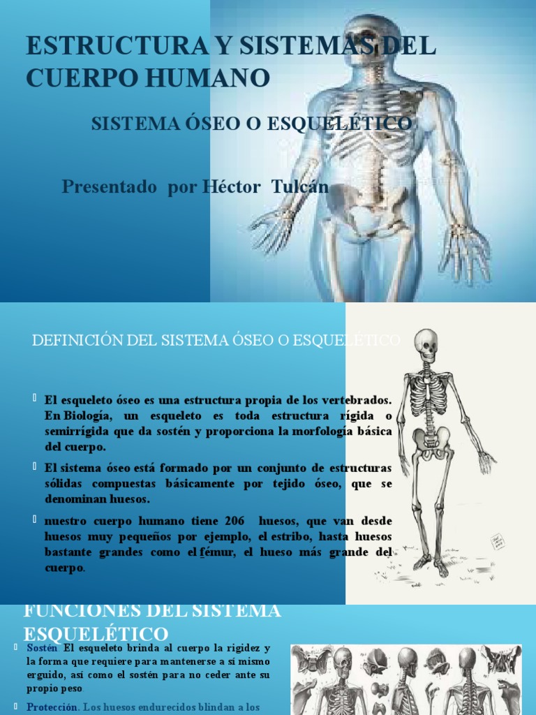 Estructura y Sistemas Del Cuerpo Humano | Descargar gratis PDF | Hueso ...