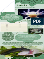 Axolotl Zoology Creative Final