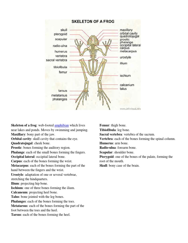 Frog Skeleton Anatomy Overview | PDF | Foreign Language Studies