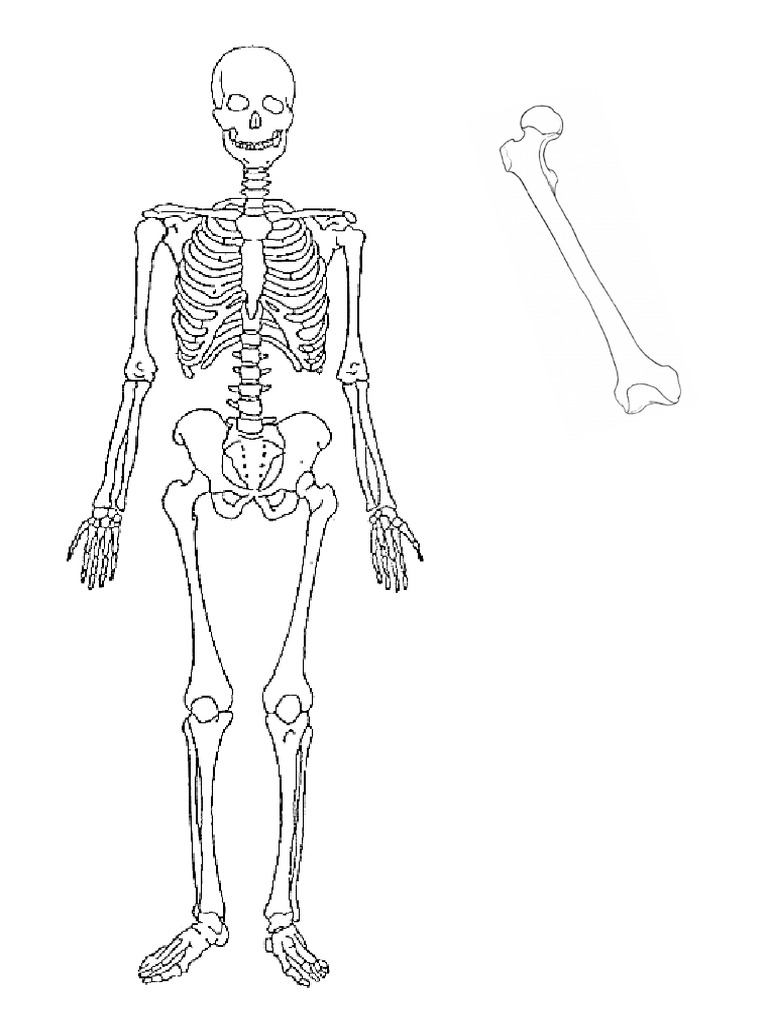 Dibujos Del Cuerpo Humano | PDF