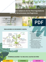 Clonación Vegetal, Balances de Los Fitorreguladores Durante Los Procesos Morfogénicos PDF