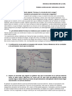 Sistema Cardiovascular - Valentín Sosa PDF