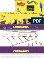 Zoologia Vertebrados Essencial