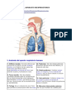 El Aparato Respiratotio PDF