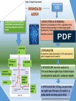 DIAGRAMA +POTENCIAL+DE+ACCION +Yesenia+Alejandra+Salinas+Pérez +TF44 PDF