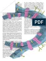 Modelo del mosaico fluido explica estructura membrana